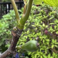 無花果の画像