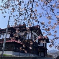 サクラ,ツルニチニチソウ,ツルニチニチソウ,ハボタン,ハボタンの画像