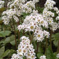 サクラ,サクラ,スイセン,スイセン,タンチョウソウの画像