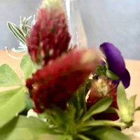 ストロベリーキャンドル,花のある暮らし,GSに感謝。,春萌え❤︎,いつも笑顔で〜〜♡の画像