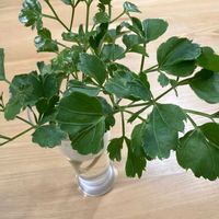 ポリシャスの画像