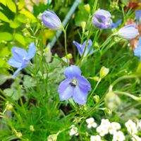 デルフィニウム,鉢植え,庭の画像