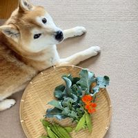 ブロッコリー,ベジフルフラワー,家庭菜園の画像