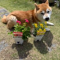 サンビタリア,カダン,ゼラニウムプリティリトルの画像