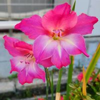 グラジオラスの画像