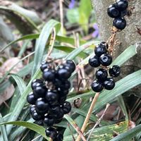 ヤブラン,黒い実,今日も元気で,今日も笑顔で♡,花を通じて愛と平和をの画像