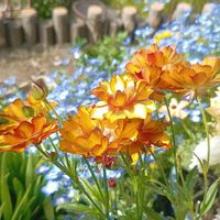 ネモフィラ,ネモフィラ,ネモフィラ,ノースポール,ノースポールの画像