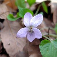 オトメスミレ,イブキスミレ,山野草,花のある暮らし,可愛いお花の画像
