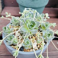 フリージア,ミセバヤ,スイセンアヤメ  スパラキシス,ガーデニング,お気に入り♡の画像