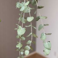 ユーカリ,ドライフラワー,スワッグ,フトモモ科,Eucalyptusの画像