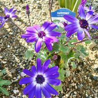 セネッティ,庭の画像