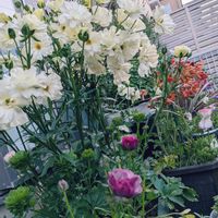 ゴーラム,ヒメヒオウギ,ヒューケラ,ゴルビュー,ギボウシ（ホスタ）の画像