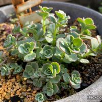 クレマチス,ミセバヤ,ガーデニング,成長中,ベビちゃんの画像