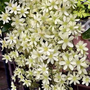 クレマチス,ミモザ,モフモフ,꒰ღ˘◡˘ற꒱かわゅ~,庭園の画像