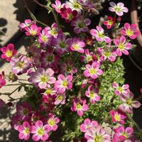 オキザリス,スミレ,ビオラ,金晃丸,クモマグサの画像