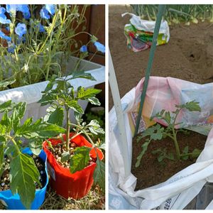 ネモフィラ,ミニトマト,ミニトマト,大玉トマト,害虫駆除の画像