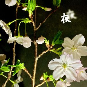 盆栽,小品盆栽,お庭の植物,iPhone撮影,スマホ撮影の画像