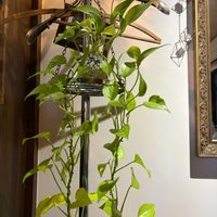 ポトス,ポトスライム,観葉植物,水耕栽培,植物の画像