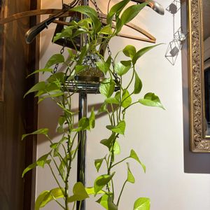 ポトス,ポトスライム,観葉植物,水耕栽培,植物の画像