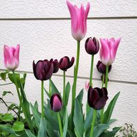 カサブランカ,カサブランカ,チューリップ,ミニチューリップ クリサンサ,チューリップ密集植えの画像