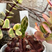 サボテン,多肉植物,つぼみ,楽しみ〜,花のある暮らしの画像
