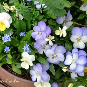 バージニアストック,ワスレナグサ,ビオラ,わすれな草　ドワーフブルー,寄せ植えの画像