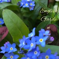 アジュガ,セダム,ラムズイヤー,ワスレナグサ,クレマチスヘンダーソニー☆の画像