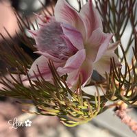 セルリア,花のある暮らし,みどりのある暮らし,小さな楽しみ,わくわく♡の画像