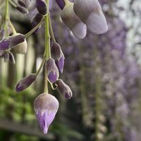 カサブランカ,カサブランカ,フジ,フジ,フジの画像