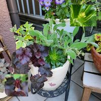 ヘデラ,ラムズイヤー,レウィシア,ヒューケラオブシディアン,玄関アプローチの画像