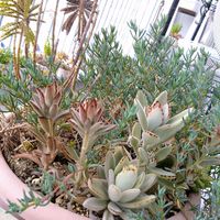 月兎耳,黒兎,カランコエ 白兎,多肉植物,カランコエ属の画像