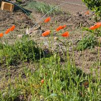 ヒナゲシの画像