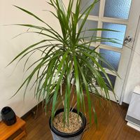 ドラセナ,ドラセナ・コンシンネ,ドラセナ属,リビング・ダイニングの画像