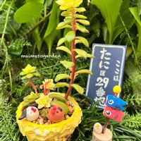 マジックジャムゴールド .,多肉植物,ビタミンカラー,トワさんのリメ鉢,棒の日の画像