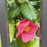 ツバキ,クリスマスホーリー,たくさんのお花,可愛い,癒しの画像