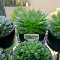 ハオルチア,多肉植物,観葉植物,塊根植物の画像
