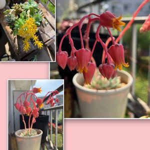 多肉植物,多肉植物寄せ植え,ベランダガーデニング,ベランダハーブ,ベランダの画像