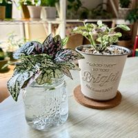 ヒポエステス,観葉植物,水栽培,剪定,観葉植物のある暮らしの画像
