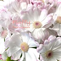 サイネリア,シネラリア,フウキザクラ,キク科,花のある暮らしの画像