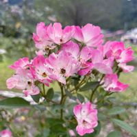 バラ,ありがとう♡嵐♡,バラと夢CLUB,チーム岐阜,ピンクワールドへ ようこその画像