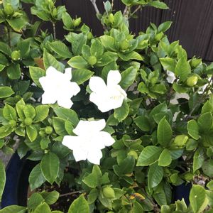 クチナシの画像
