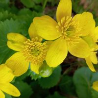 リュウキンカ,リュウキンカ(立金花),りゅうきんか,立金花　リュウキンカ,うちの庭の画像