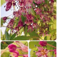 モミジ,イチョウ,ベニバナトキワマンサク,ベニバナトキワマンサク,モミジの花の画像