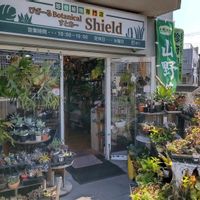 多肉植物,ウラボシ科,ビカクシダ属,食中植物,塊根の画像