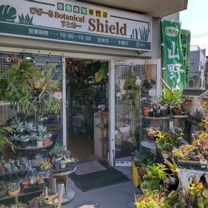 多肉植物,ウラボシ科,ビカクシダ属,食中植物,塊根の画像