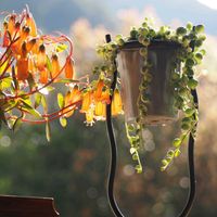 カランコエ,カランコエ テッサ,春モミジ,土曜はお空の発表会,おしゃれな土曜日♪の画像