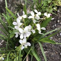 キュウリグサ,ナズナ,カラスノエンドウ,ヤエムグラ,アリアケスミレの画像