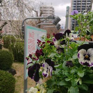 ハンギングバスケットの画像