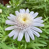 マーガレット,タンポポ咲きマーガレット ぽぽたん,可愛い,花のある暮らし,植物と暮らすの画像