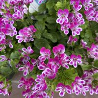 ペラルゴニウム,花のある暮らし,お家園芸の画像